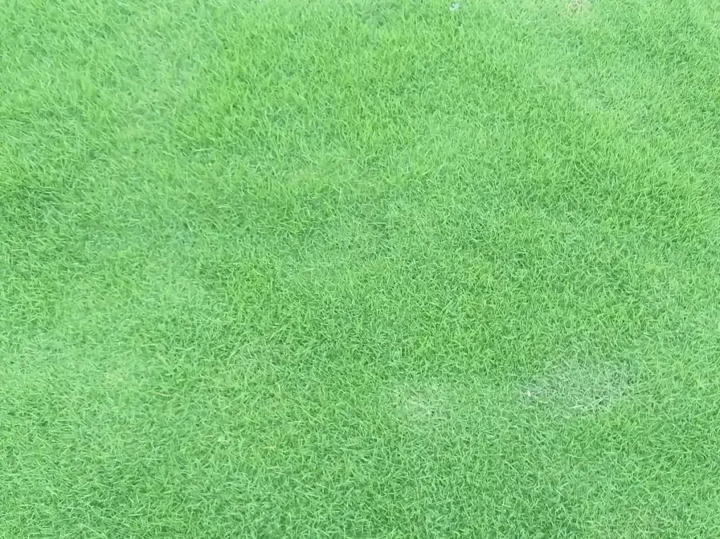 Paspalum