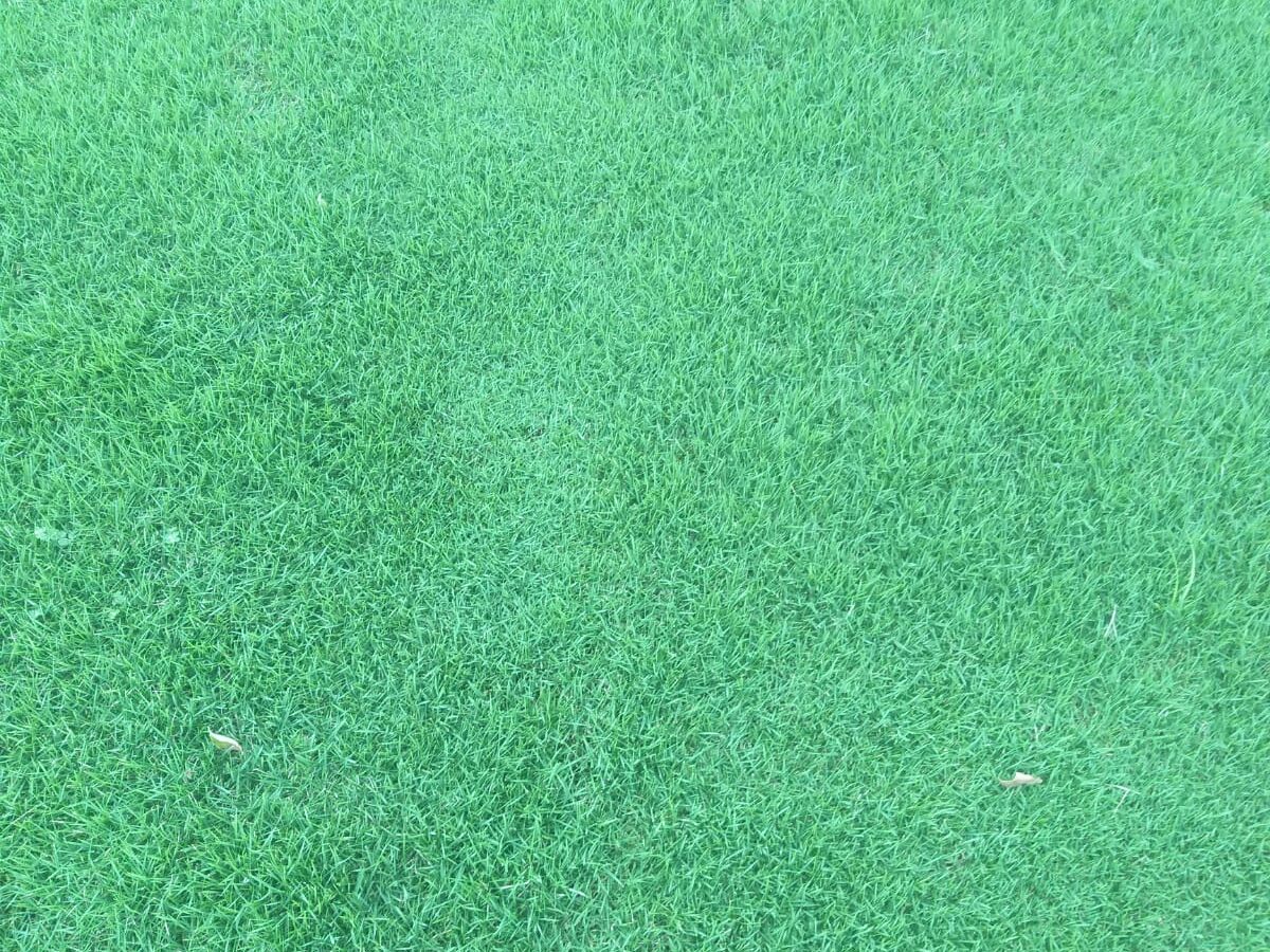 Zoysia